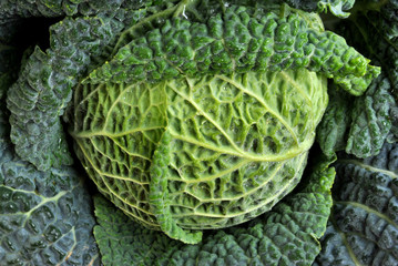 one healthy and fresh organic savoy cabbage