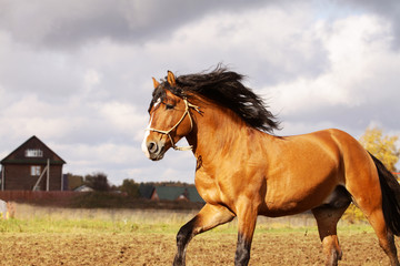 bay stallion on a stormy background