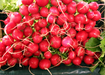 Red radish