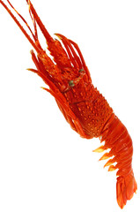 langouste rouge entière fond blanc
