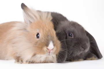 two young rabbit, isolated