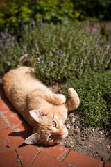 cat laying in garden