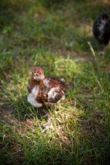 little chick in the garden