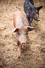 Fototapeta premium happy piggies