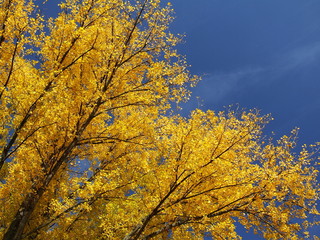 Fototapeta premium Pappelkrone im Herbst