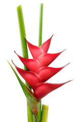 Fototapeta premium Fleur tropicale Heliconia