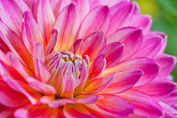 Pink and yellow leaves on dahlia