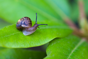 Small brown snail on green leaf