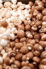 Colour image of Fresh white mushrooms