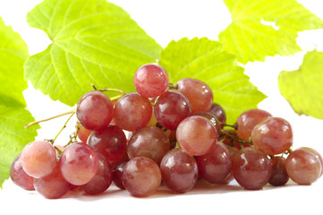 Vendemmia