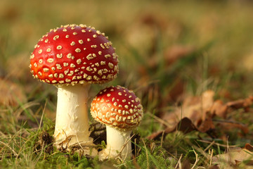 Big and small toadstool in the grass