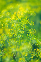 fragrant fennel on green