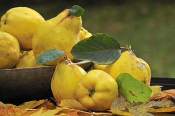 Obst