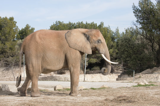 Fototapeta éléphant
