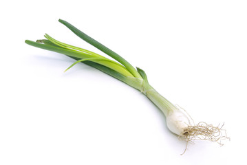 Lauchzwiebel - spring onion 01