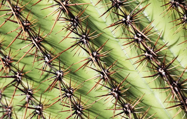 Cactus texture