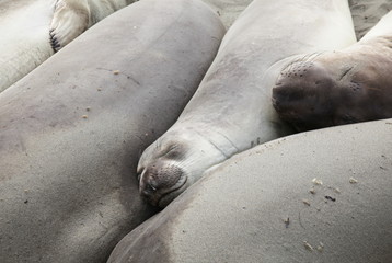 Seal elephant