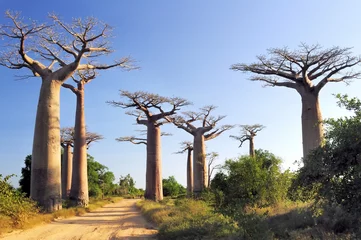 Vlies Fototapete Blumen und Pflanzen Baobabs-Wald