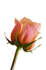 Fototapeta premium Rose