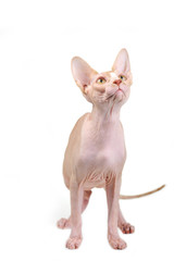 Egyptian bald cat
