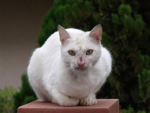 Sokak Kedisi