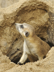 Obraz premium Young Meerkat Exiting Cave