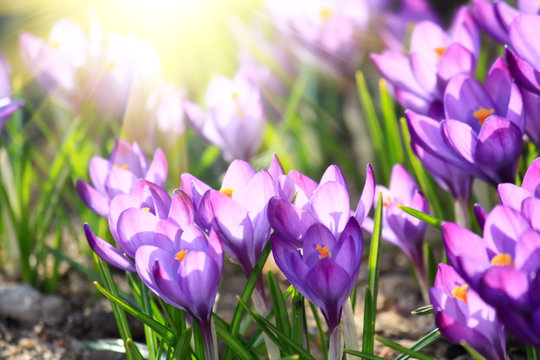 spring flowers