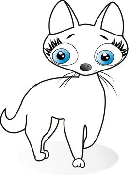 kitten