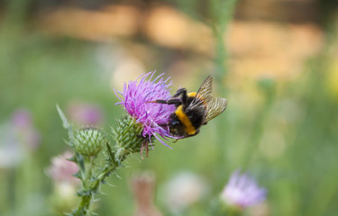 bumble-bee