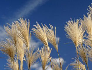 Wellness Picture