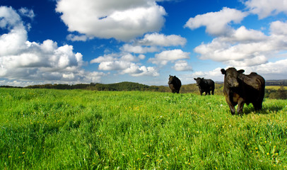 Green Meadow Cows