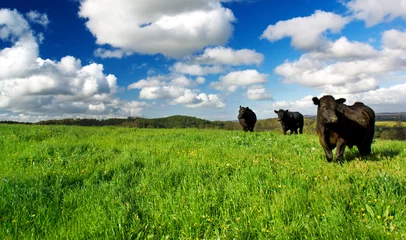 Deurstickers Green Meadow Cows © Kwest