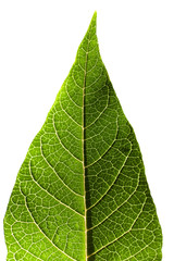 Green leaf  isolated on white