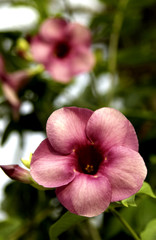 Naklejka premium Pink bloom