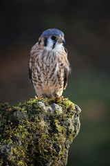American Kestrel