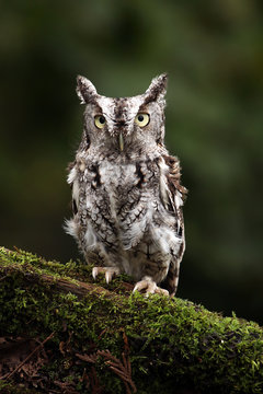 Grumpy Little Owl