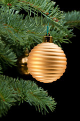 Golden baubles on pine branch
