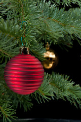 Red  and golden baubles on pine branch