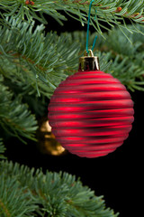 Red  and golden baubles on pine branch