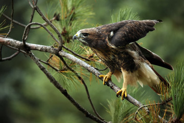Red-Tailed Hawk