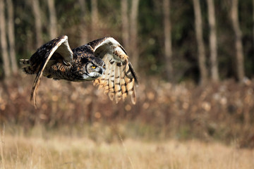 Great Horned Owl In Flight