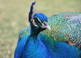 Fototapeta premium tete de paon