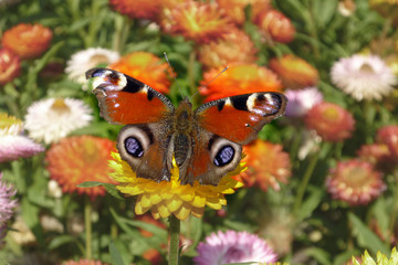 beautiful butterfly on flowers