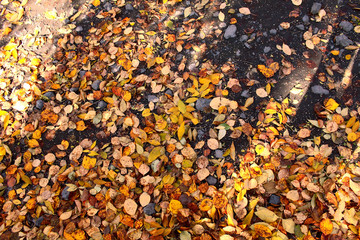Foliage on the earth