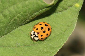 ladybug