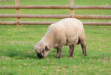 Black faced sheep in a green grass field