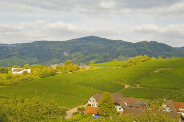 Fototapeta na wymiar Weinstadt Oberkirch