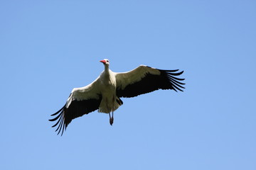 Fliegender Weißstorch