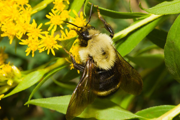 Golden Northern Bumblebee.