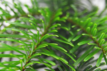 green fir